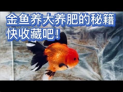 黑牡丹金魚|金魚飼養新手入門：8個金魚飼養技巧大公開（新手必。